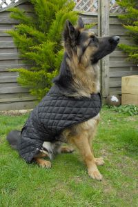 Personalised Quilted Dog Coat